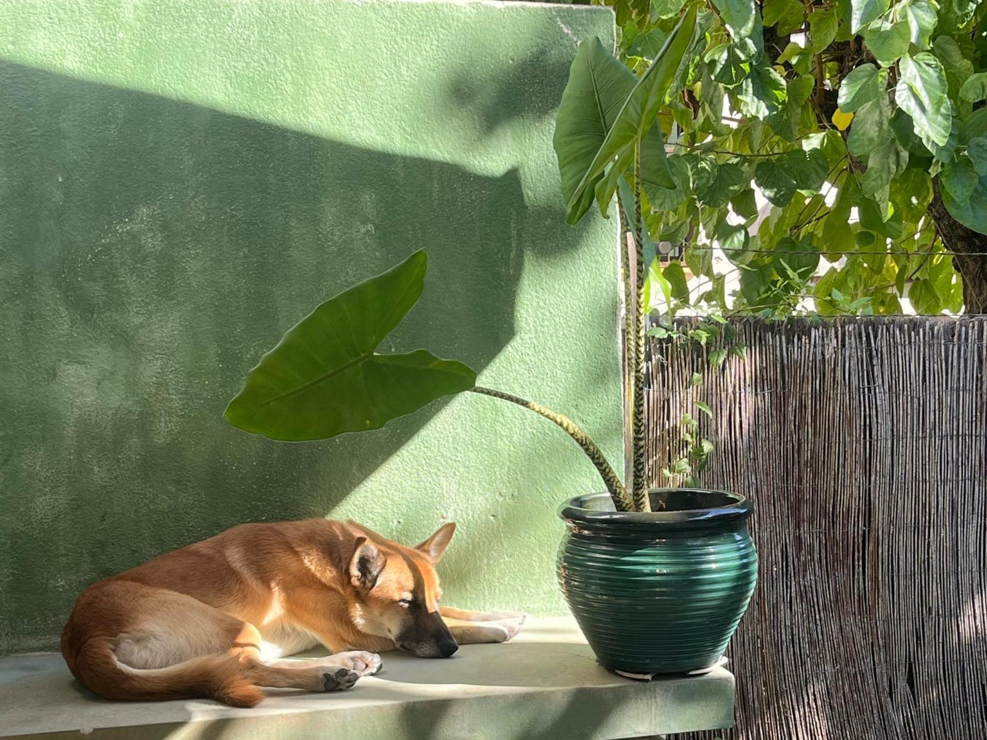 Lemon Tree Guest House Tiana エクステリア 写真